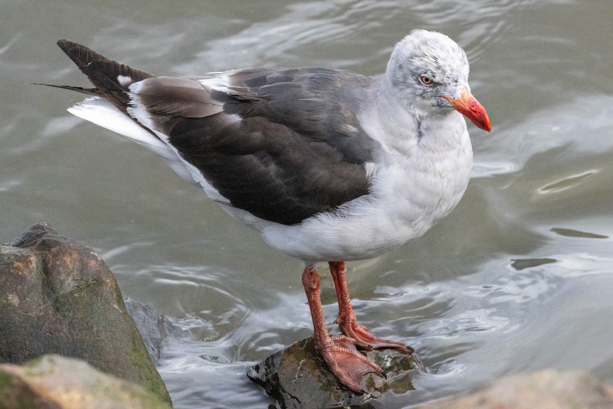 Dolphin Gull - ML634053638