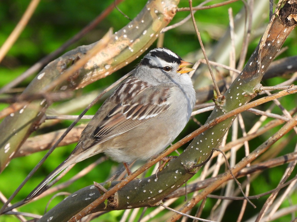 White-crowned Sparrow - ML634053639