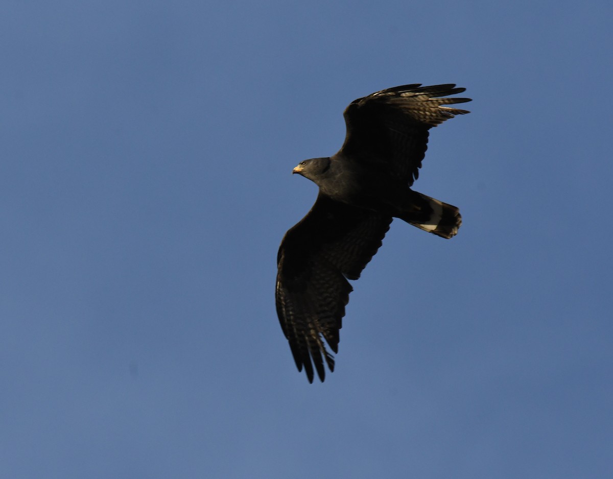 Zone-tailed Hawk - ML634053665