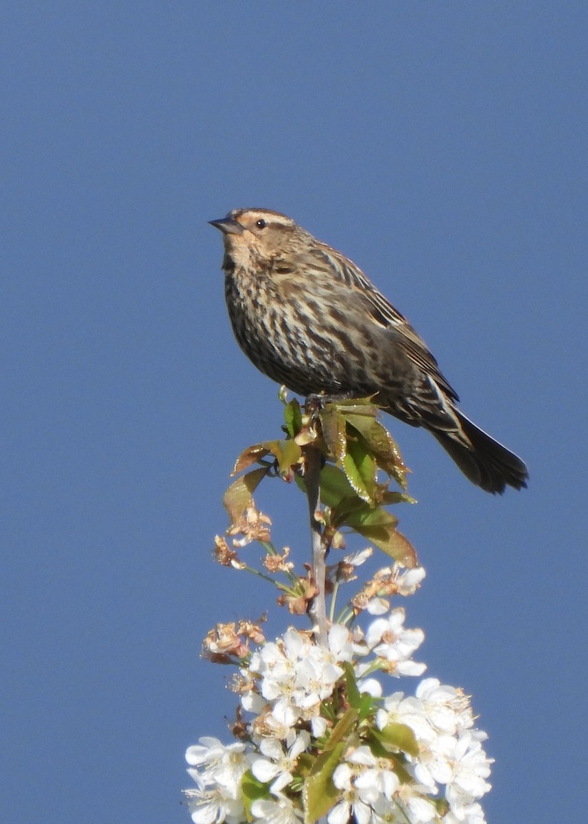 Red-winged Blackbird - ML634053673