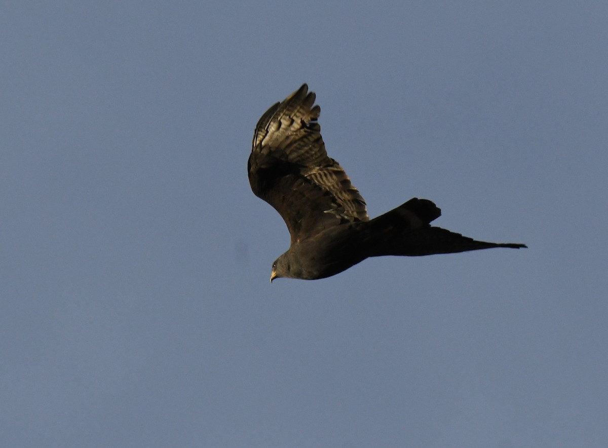 Zone-tailed Hawk - ML634053689