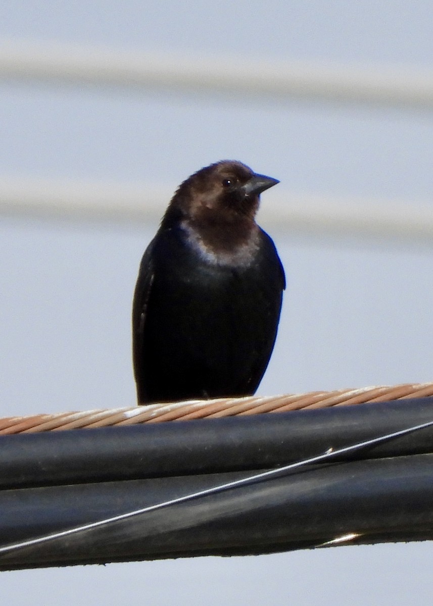 Brown-headed Cowbird - ML634053691
