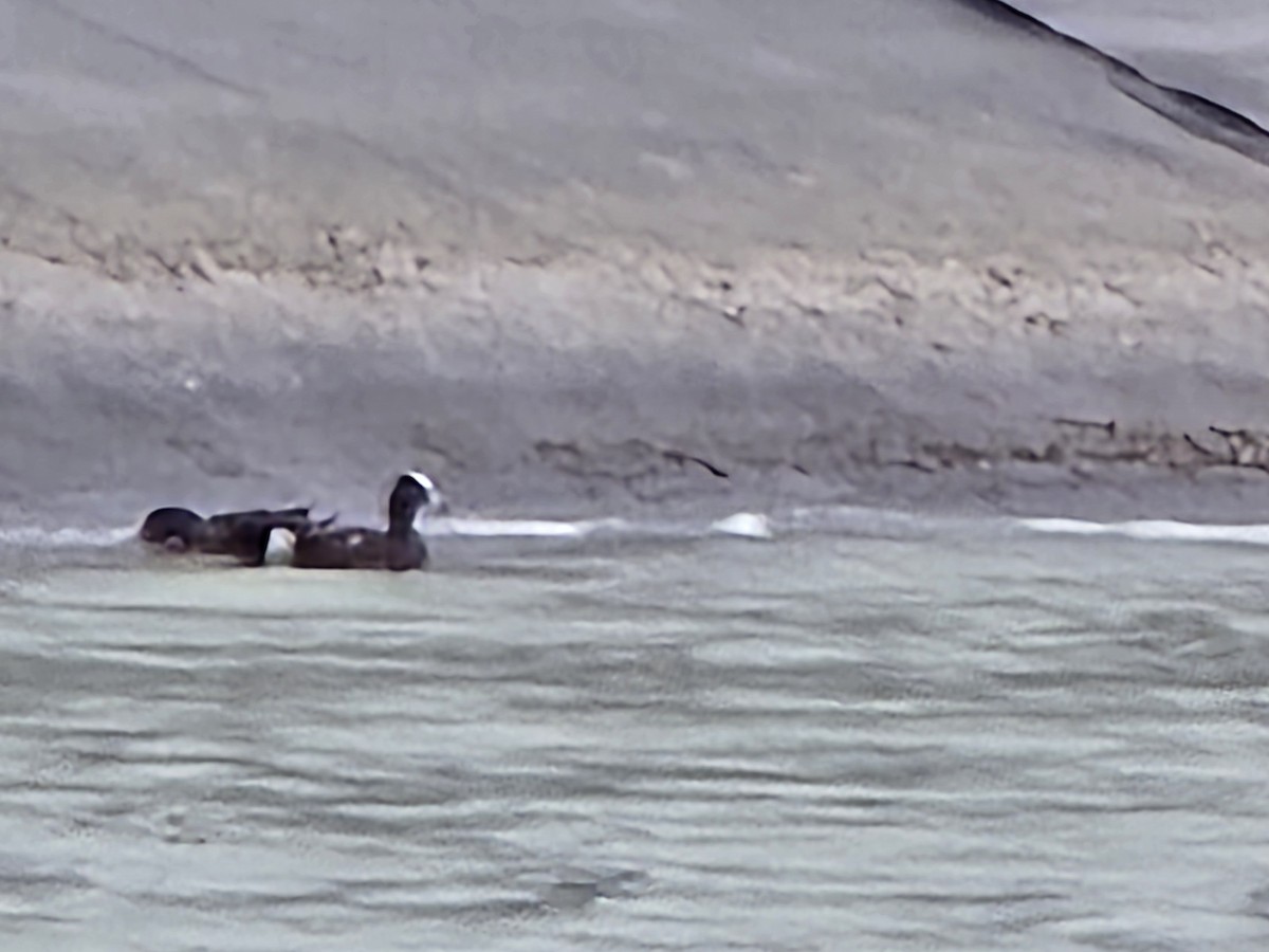 hvízdák americký - ML634053692