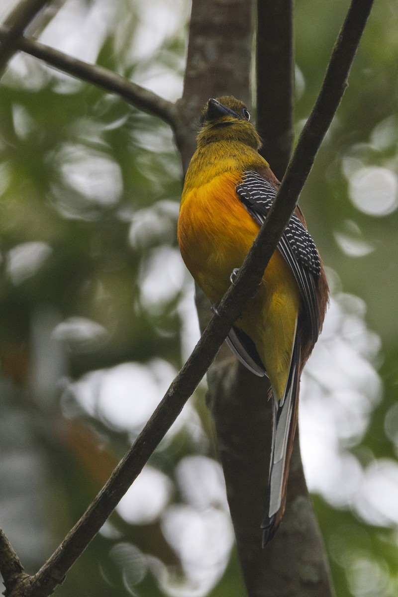 Orangebauchtrogon [dulitensis-Gruppe] - ML634053696