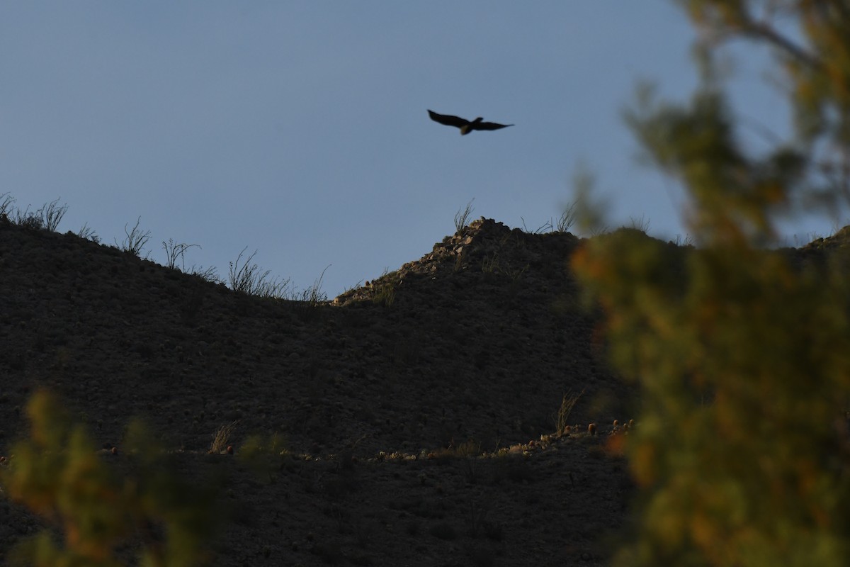 Zone-tailed Hawk - ML634053706