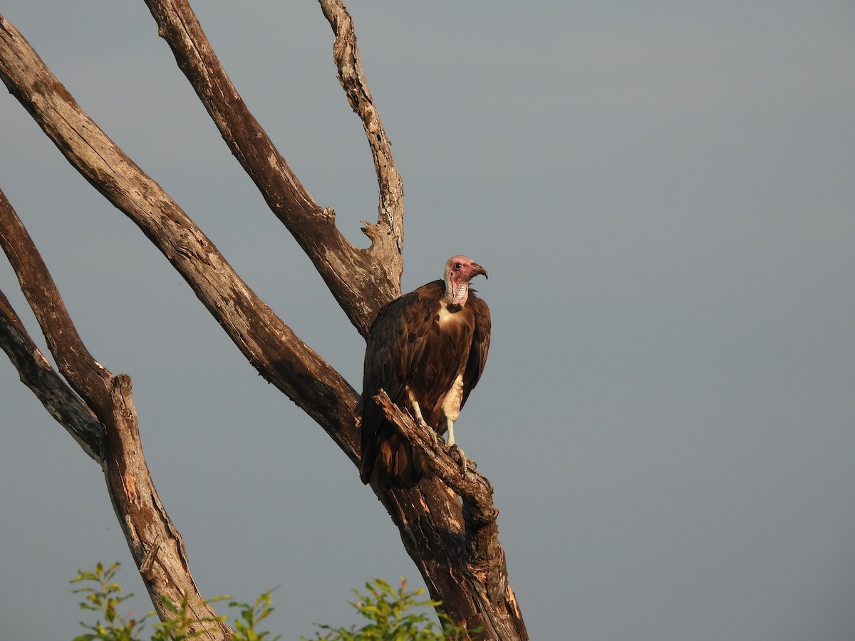 Hooded Vulture - ML634053713
