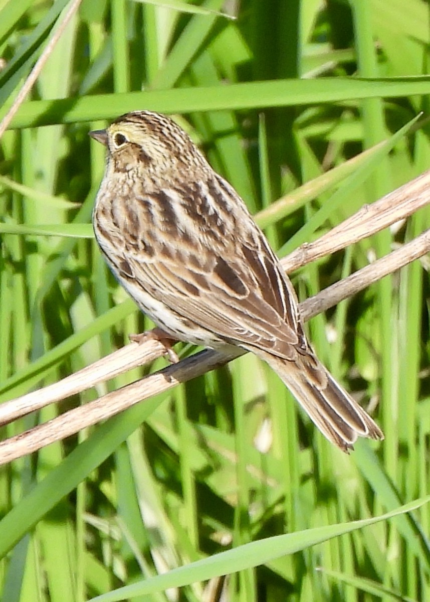 Savannah Sparrow - ML634053719