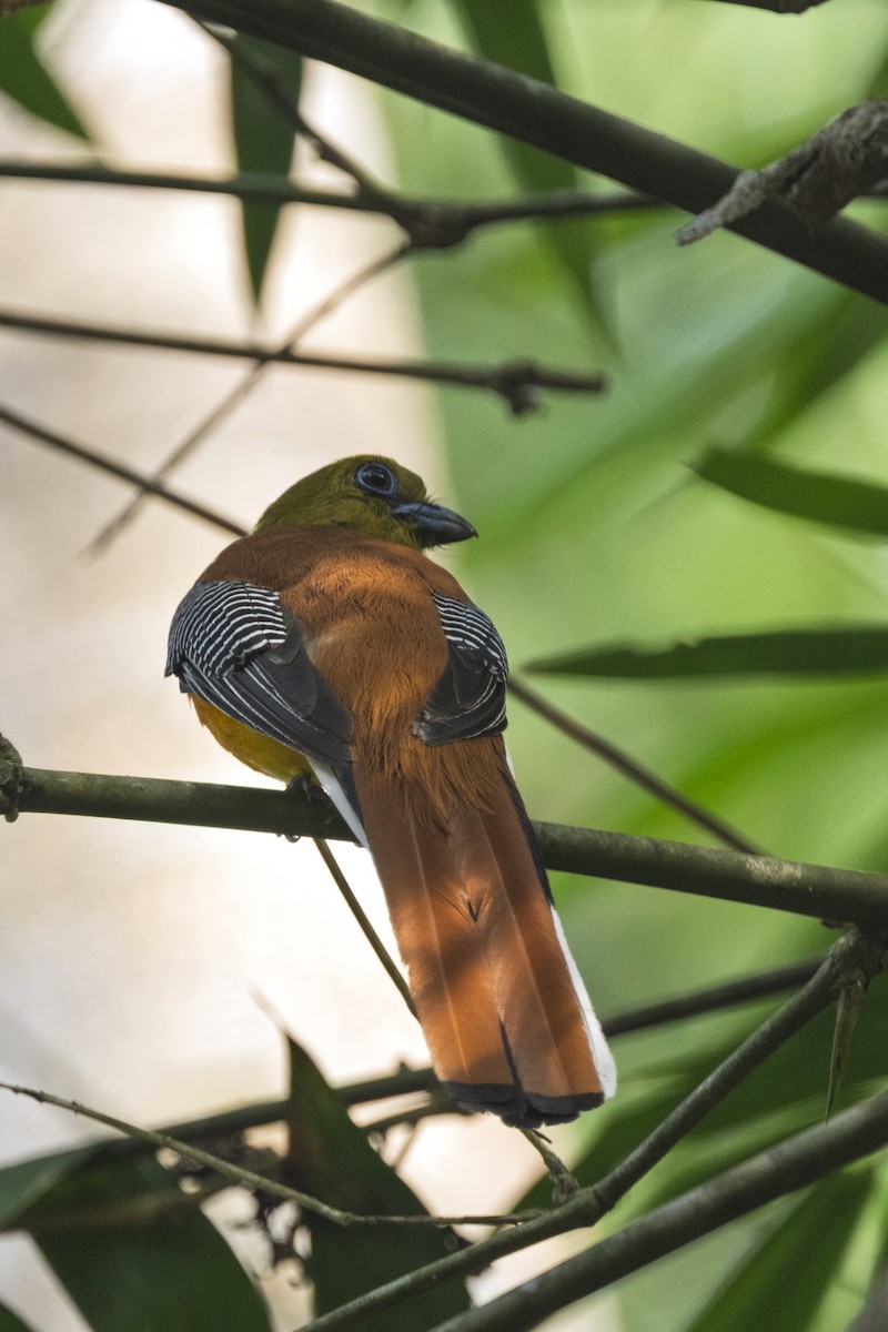 Orangebauchtrogon [dulitensis-Gruppe] - ML634053779