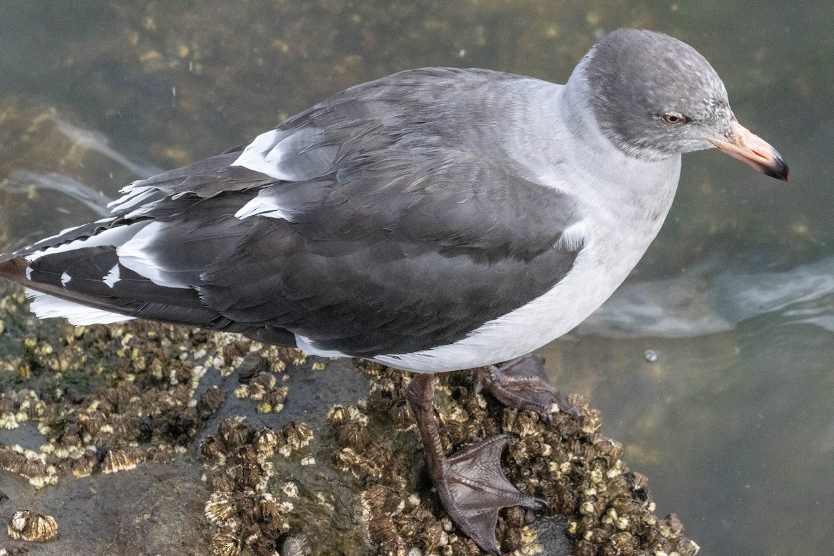 Dolphin Gull - ML634053780