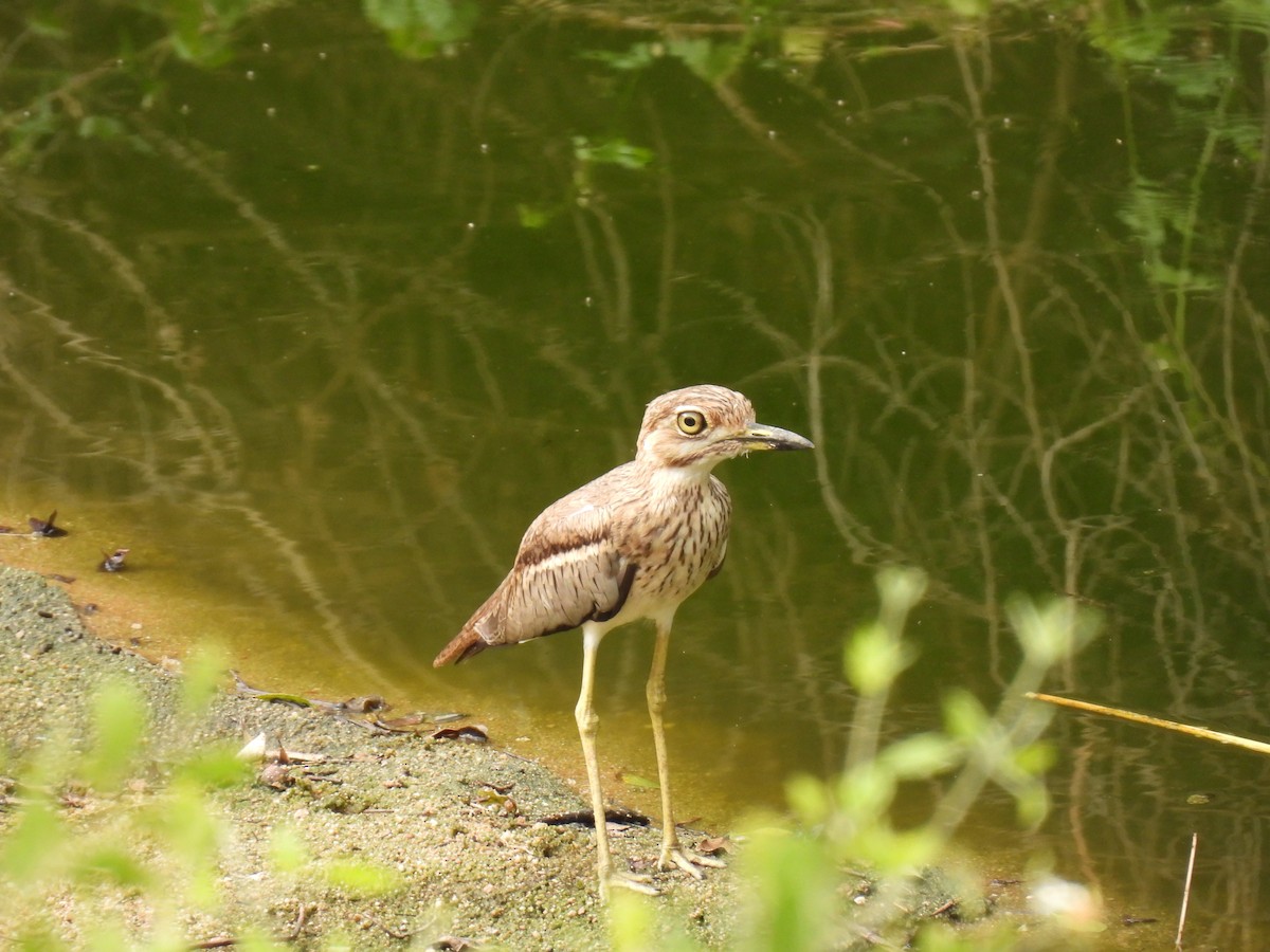 Water Thick-knee - ML634053790