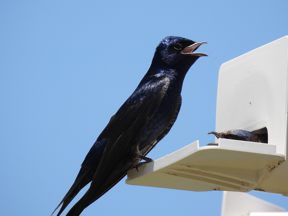 Purple Martin - ML634053857