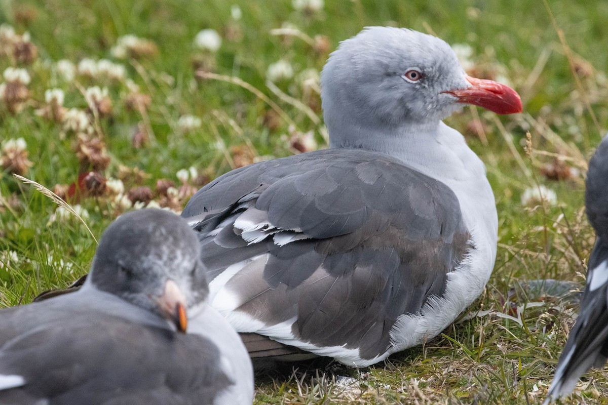 Dolphin Gull - ML634053862