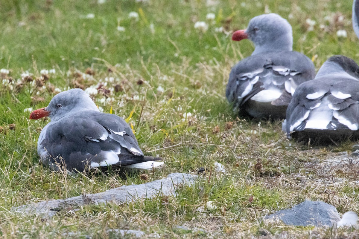 Dolphin Gull - ML634053863