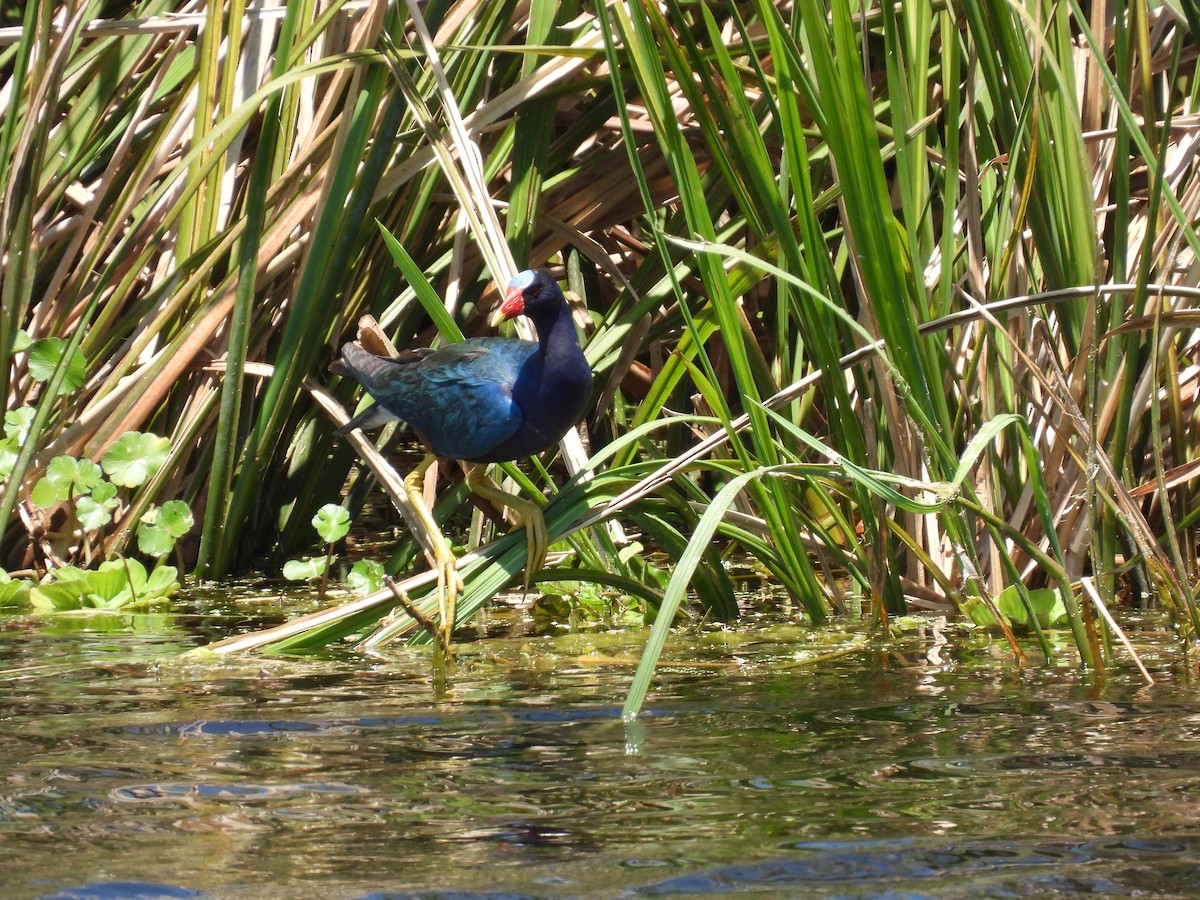 Purple Gallinule - ML634053876