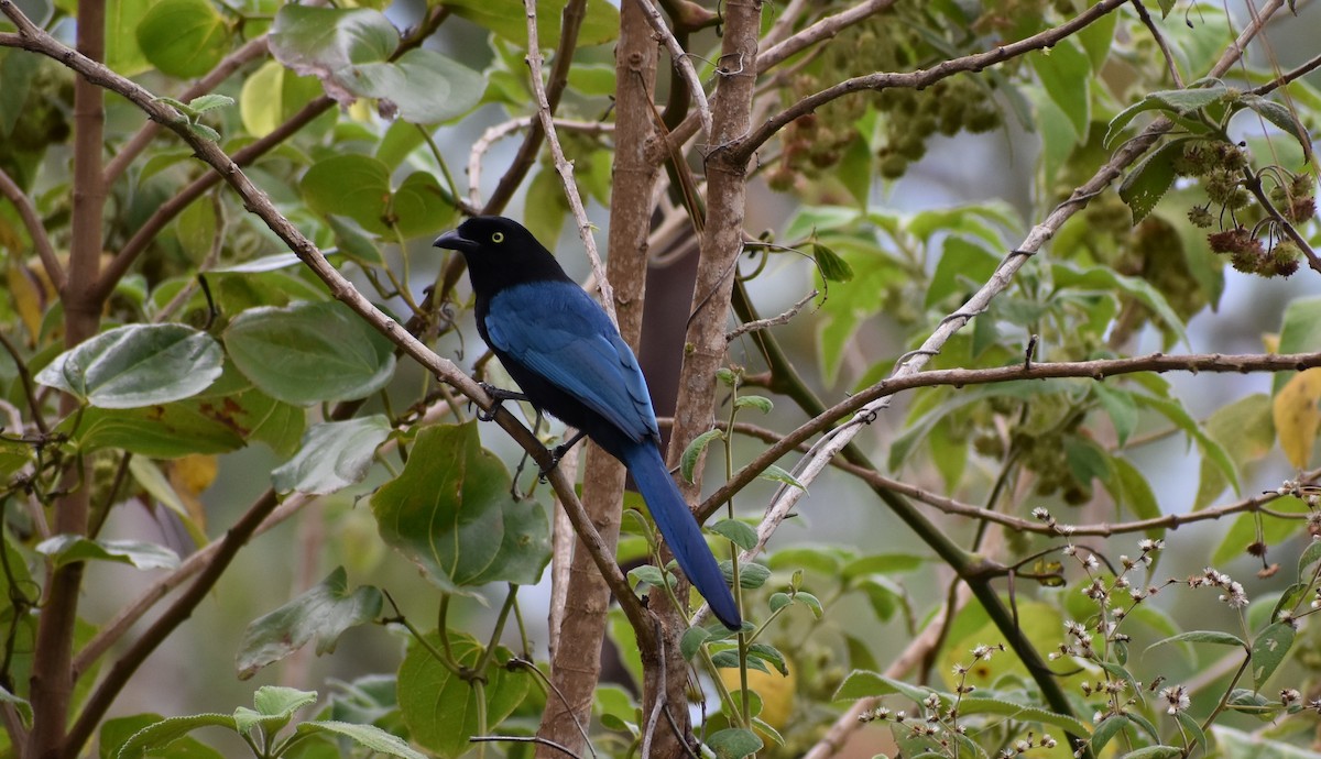 Bushy-crested Jay - ML634053903