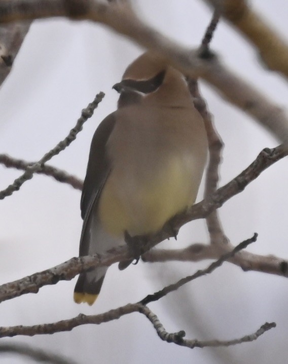 Cedar Waxwing - ML634053939