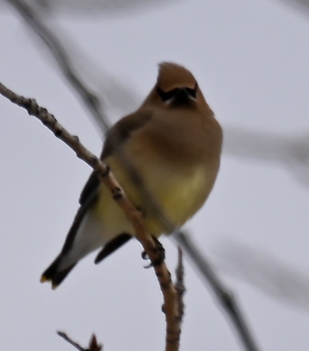 Cedar Waxwing - ML634053955