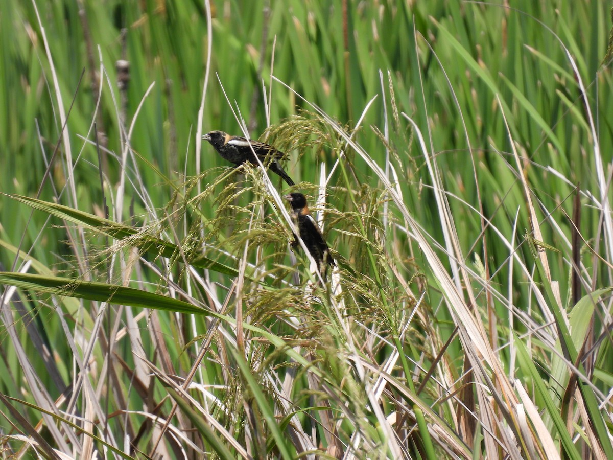 Bobolink - ML634053958