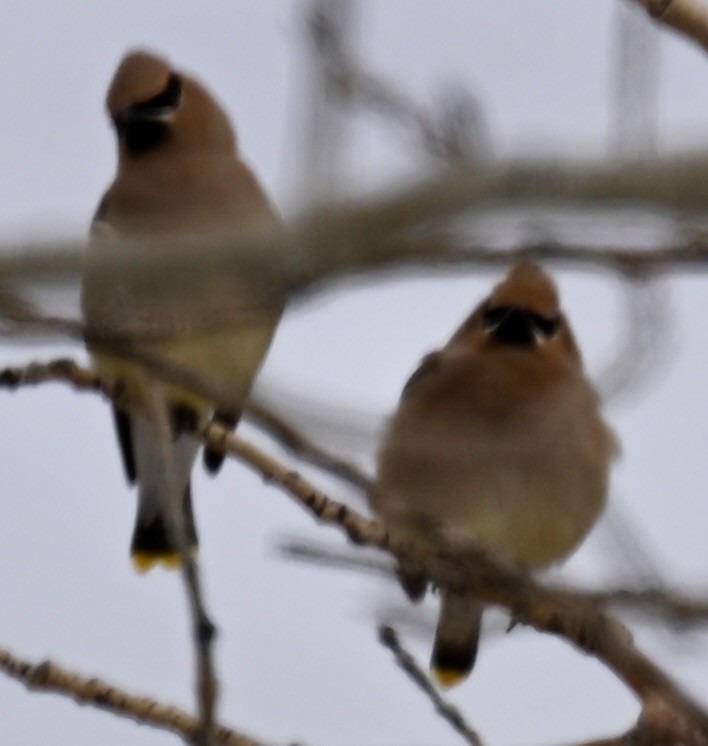 Cedar Waxwing - ML634053967