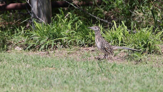 Greater Roadrunner - ML634053983