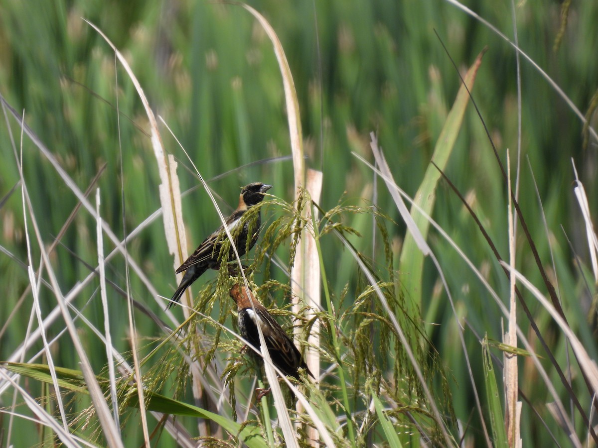 Bobolink - ML634053986