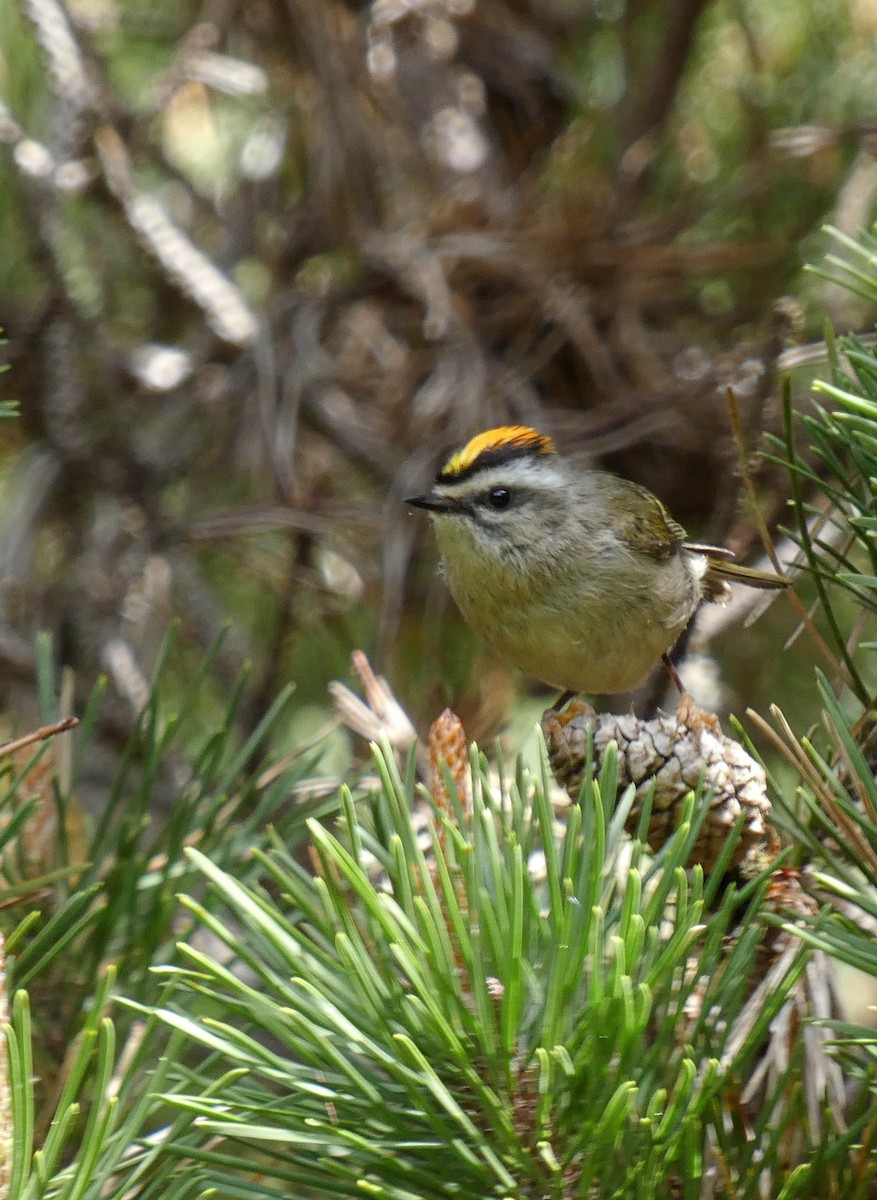 Golden-crowned Kinglet - ML634054020
