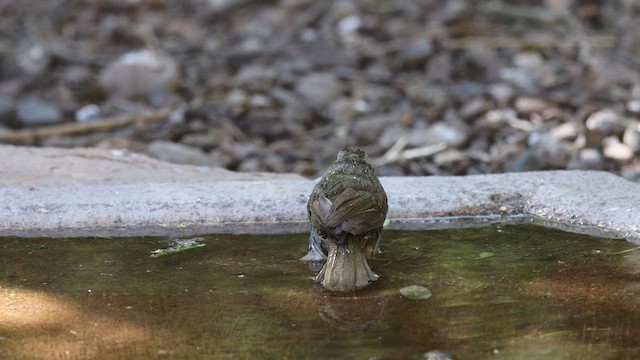 Olive Sparrow - ML634054095