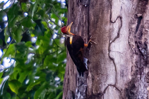Orange-backed Woodpecker - ML634054102