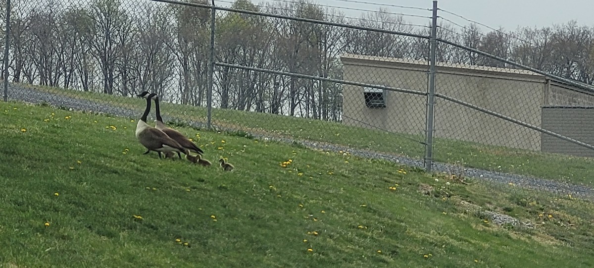 berneška velká - ML634054146