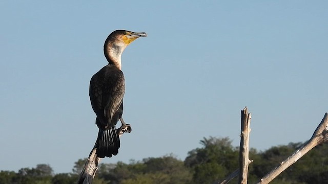 Great Cormorant (White-breasted) - ML634054158