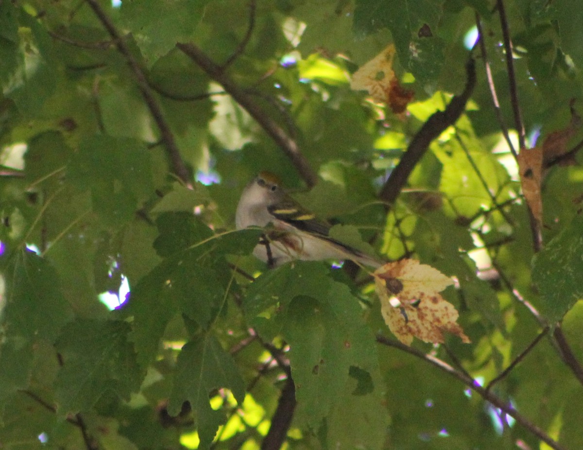 Chestnut-sided Warbler - ML634054169