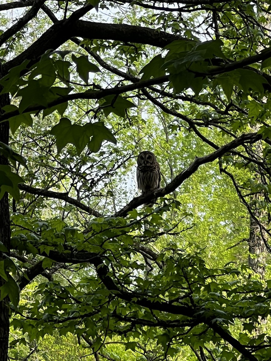 Barred Owl - ML634054298