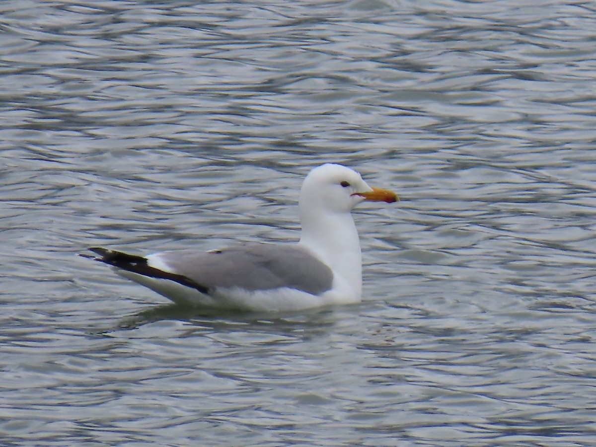 California Gull - ML634054338