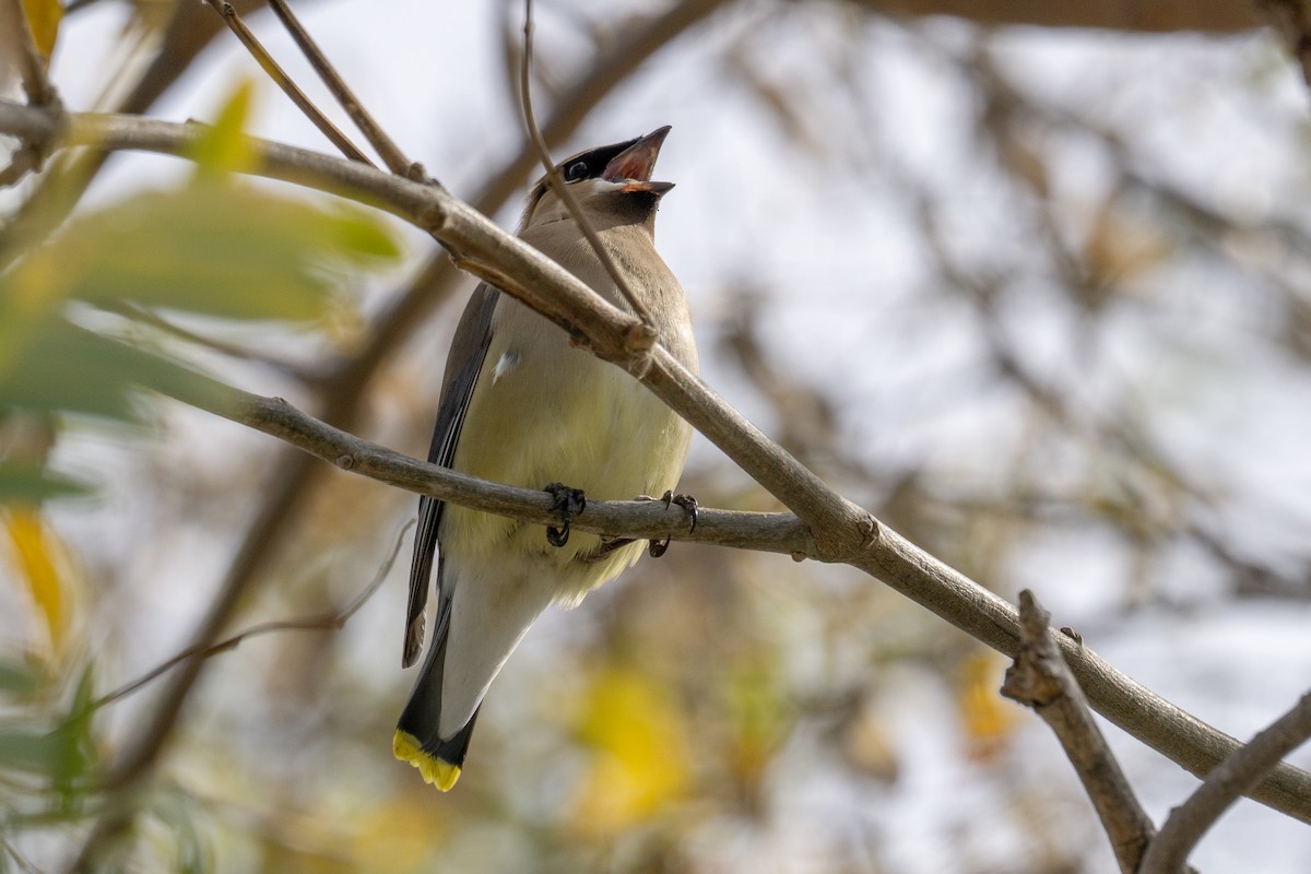Cedar Waxwing - ML634054390