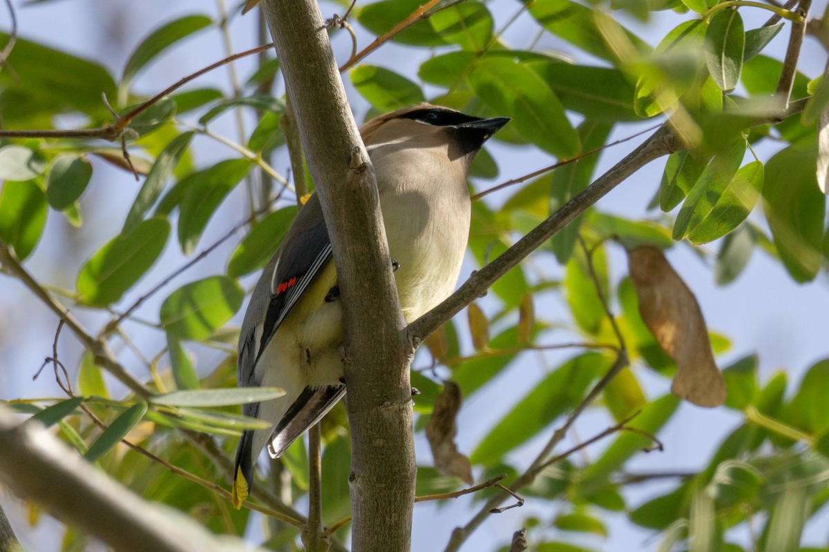 Cedar Waxwing - ML634054412