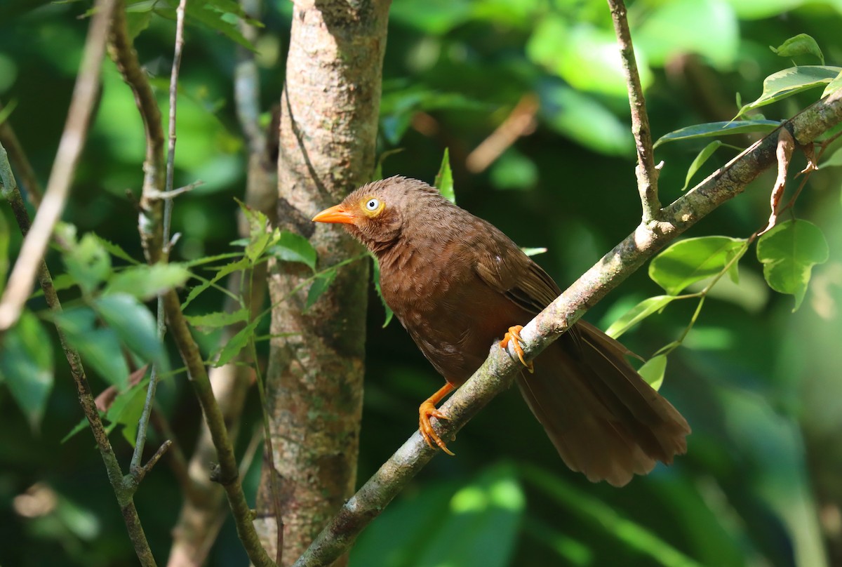 Orange-billed Babbler - ML634054530
