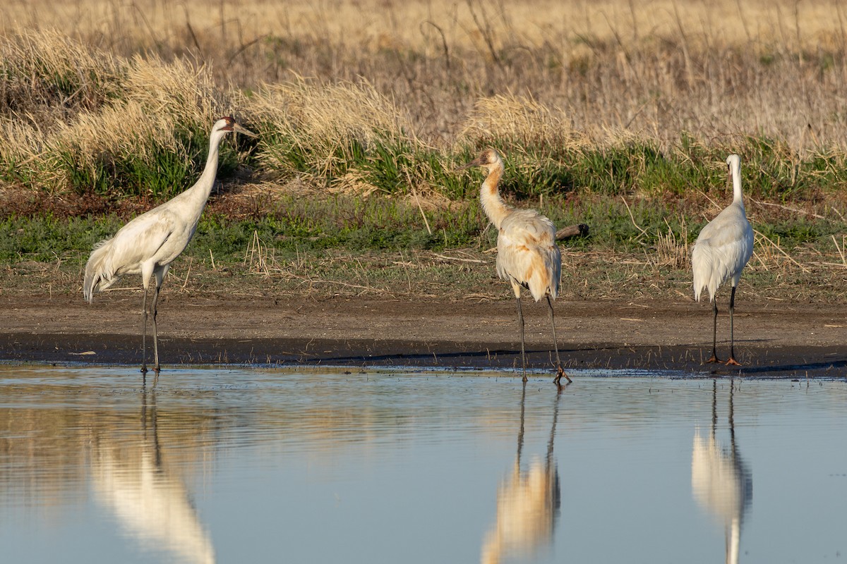 Whooping Cranes