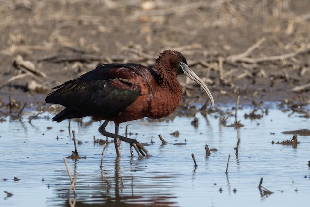 Glossy ibis