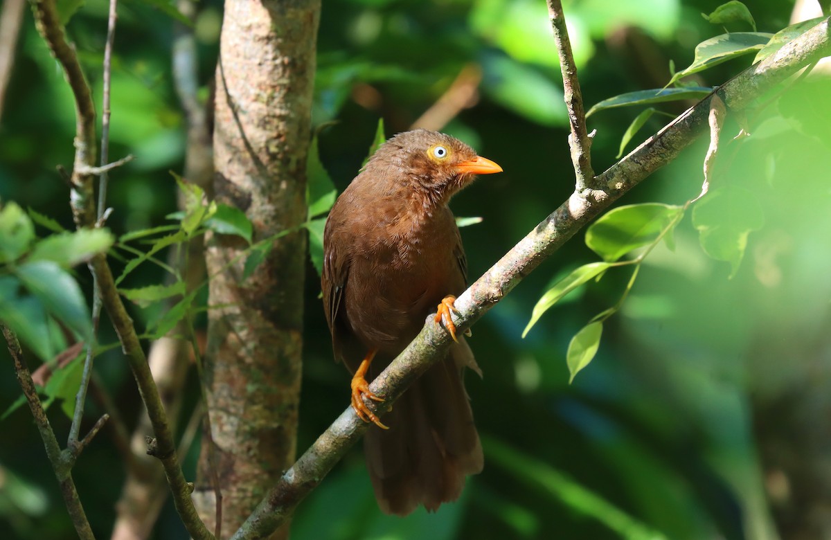 Orange-billed Babbler - ML634054737