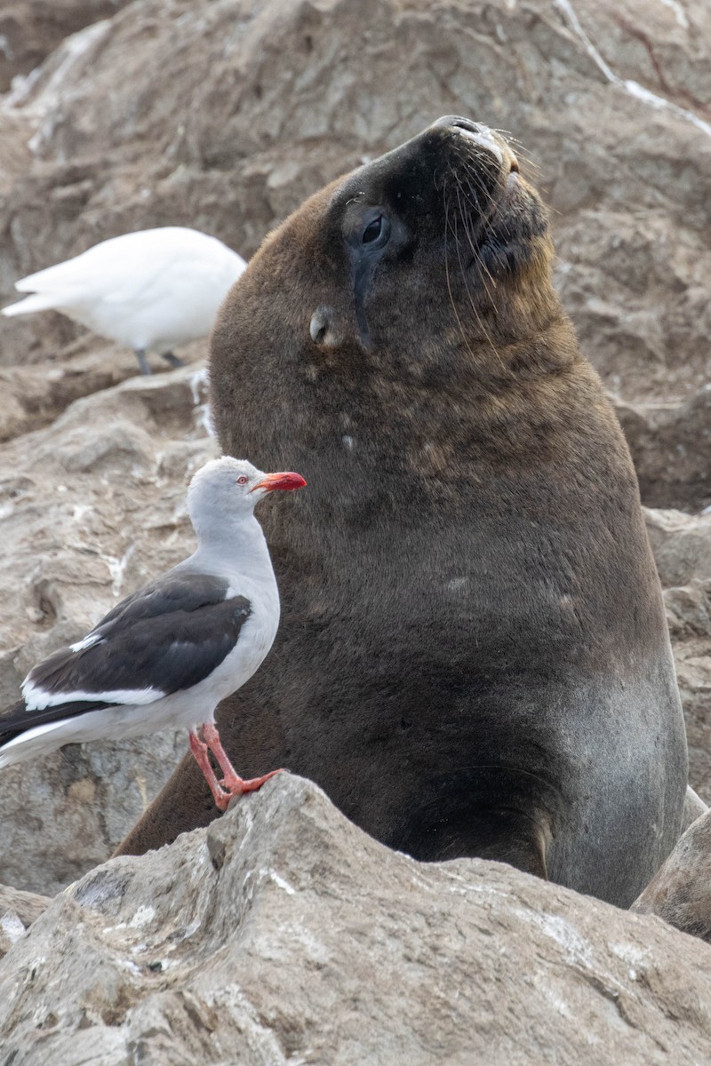 Dolphin Gull - ML634054754