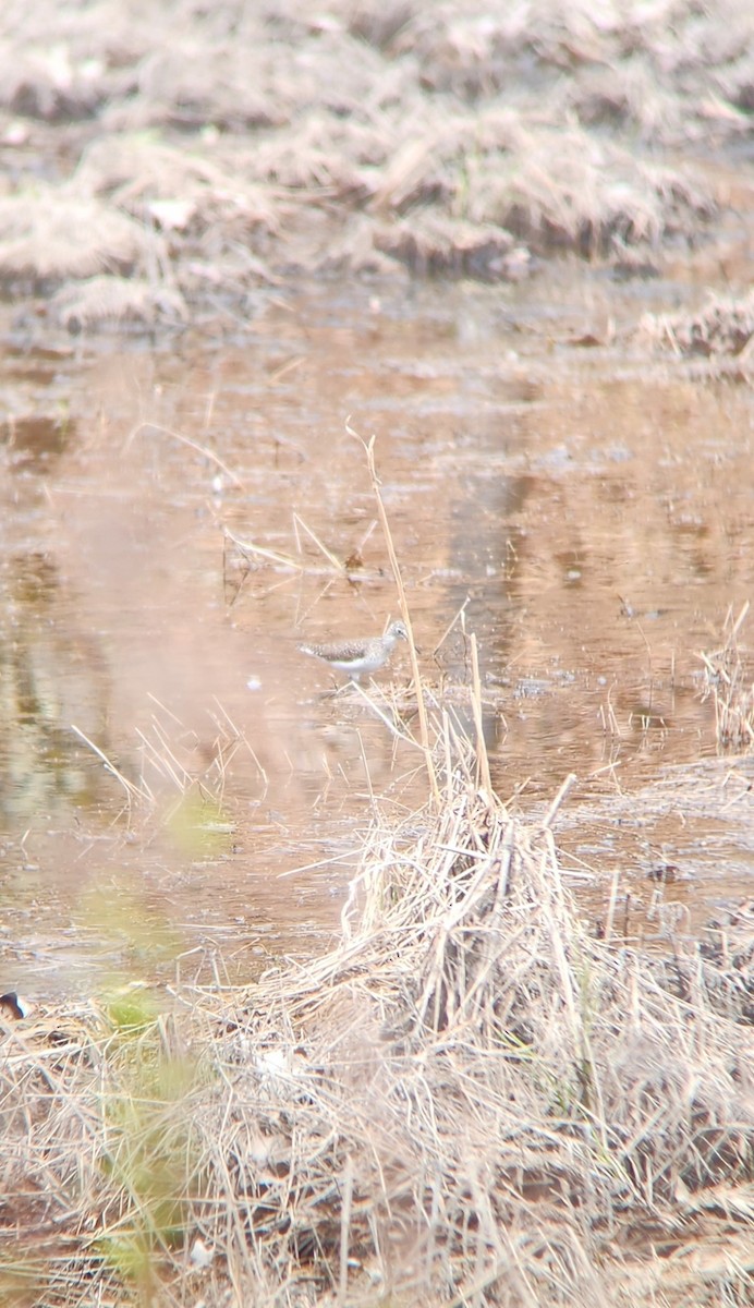 vodouš samotářský - ML634055030