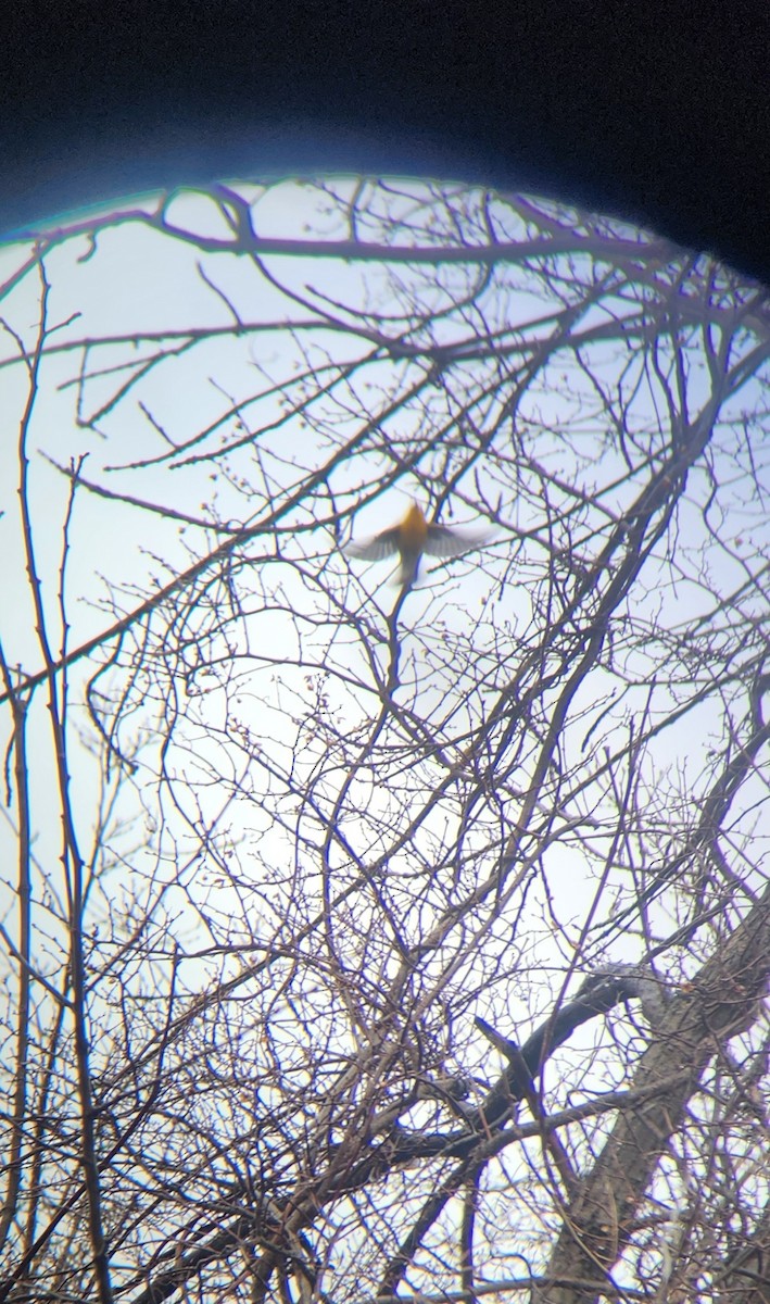 lesňáček zlatý - ML634055088