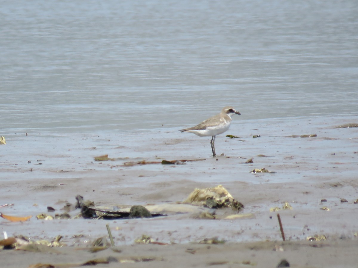 Siberian/Tibetan Sand-Plover - ML634055093
