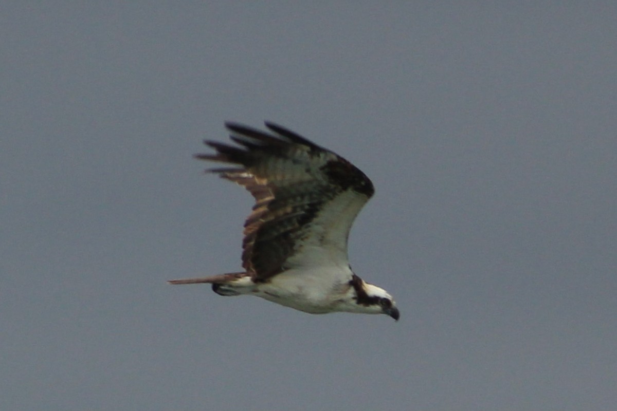 Osprey - ML634055102