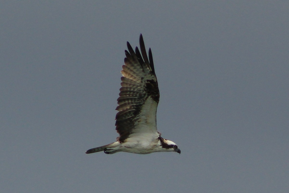 Osprey - ML634055103