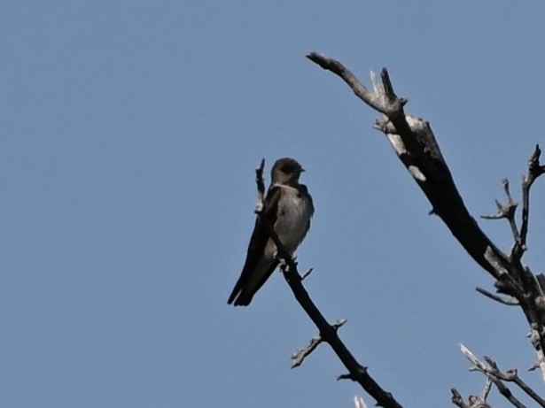 Bank Swallow - ML634055165
