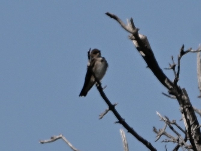 Bank Swallow - ML634055166