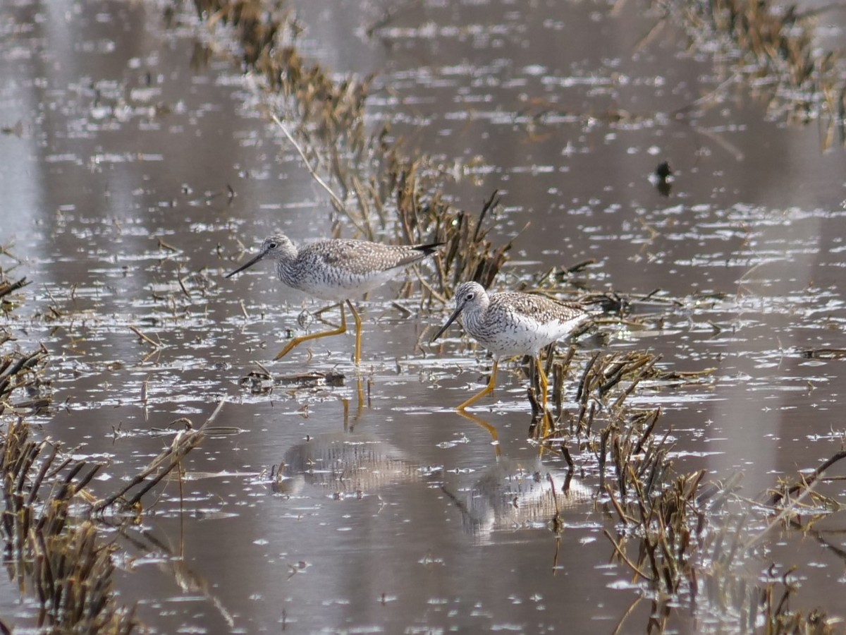 Greater Yellowlegs - ML634055174