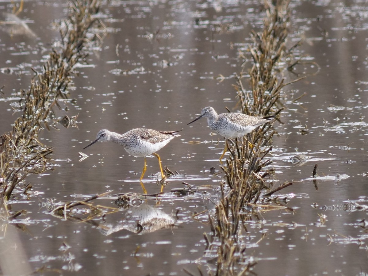 Greater Yellowlegs - ML634055175