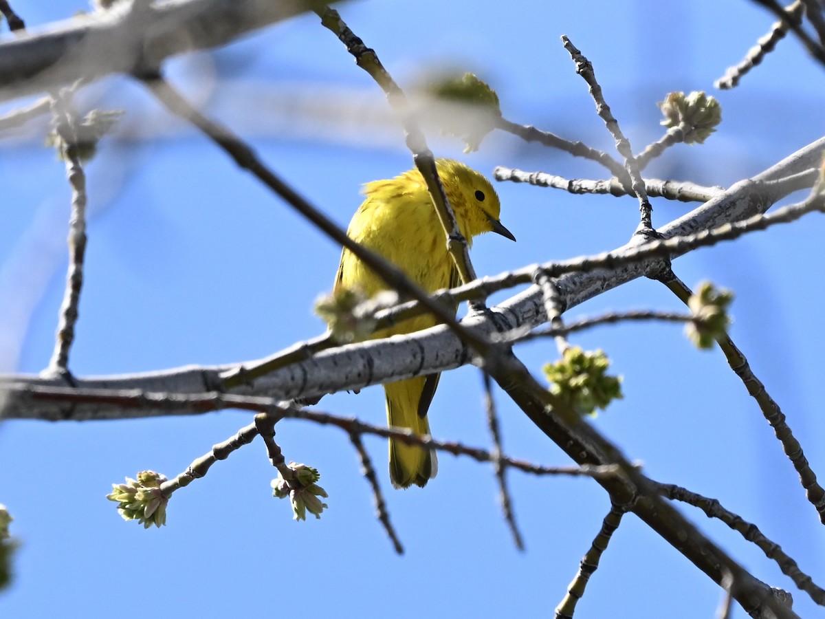 Yellow Warbler - ML634055195